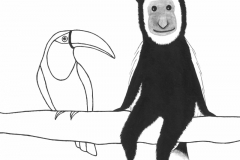 Corrie the mantled colobus monkey