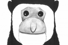 Corrie the mantled colobus monkey