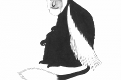 Corrie the mantled colobus monkey