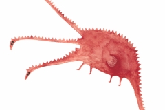 A Red Dragon with Tiny Wings